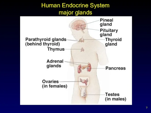 Human Endocrine System major glands
