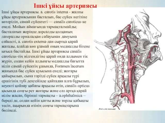 Ішкі ұйқы артериясы. a. carotis interna - жалпы ұйқы артериясынан басталып, бас сүйек