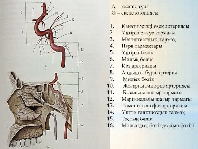 А – жалпы түрі Ә – скелетотопиясы Қанат тәрізді өзек артериясы Үңгірлі синус