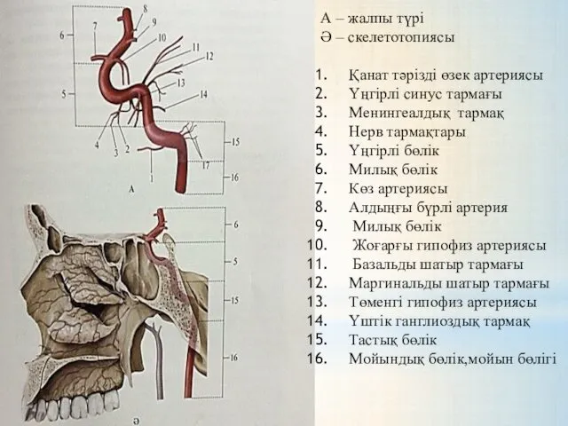 А – жалпы түрі Ә – скелетотопиясы Қанат тәрізді өзек