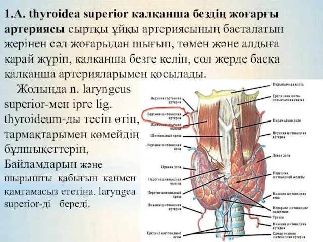 1.А. thyroidea superior калқанша бездің жоғарғы артериясы сыртқы ұйқы артериясының басталатын жерінен сәл
