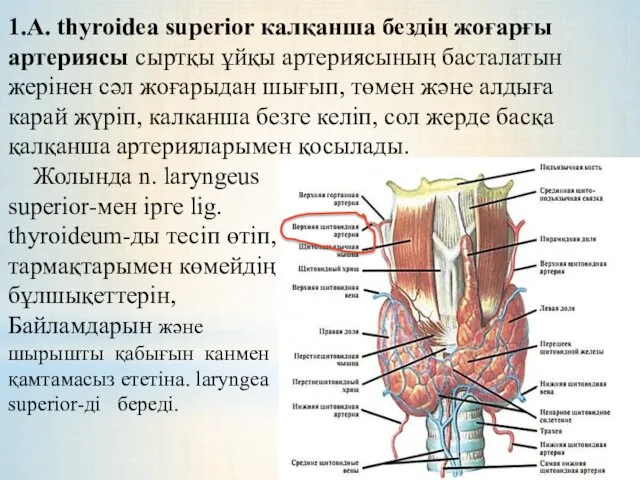 1.А. thyroidea superior калқанша бездің жоғарғы артериясы сыртқы ұйқы артериясының