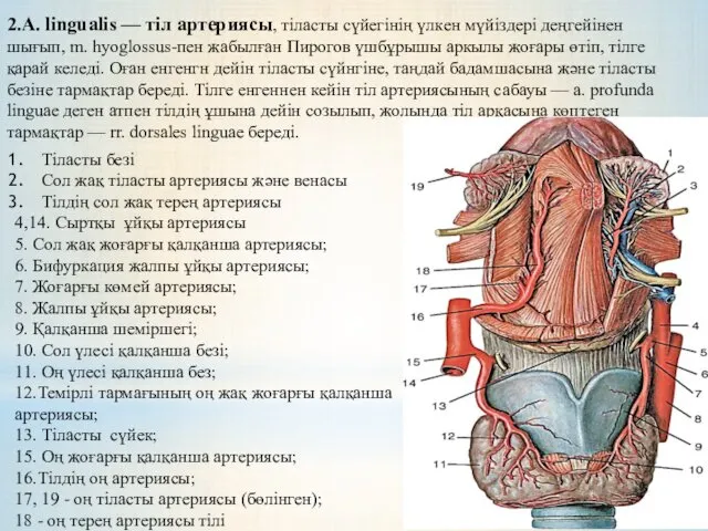 2.A. lingualis — тіл артериясы, тіласты сүйегінің үлкен мүйіздері деңгейінен шығып, m. hyoglossus-пен