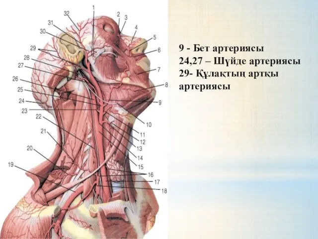 9 - Бет артериясы 24,27 – Шүйде артериясы 29- Құлақтың артқы артериясы