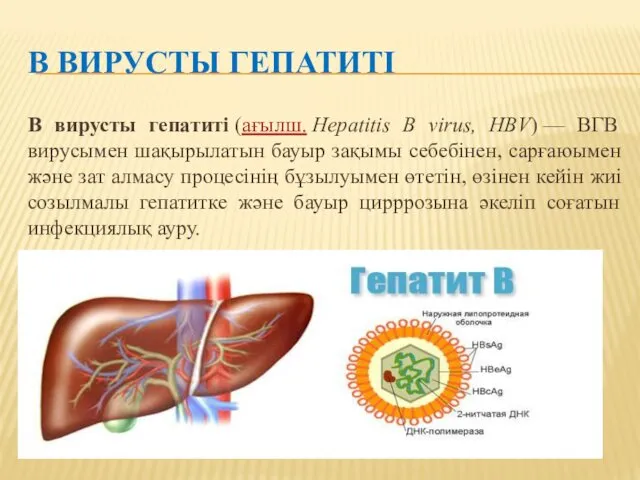 В вирусты гепатиті (ағылш. Hepatitis B virus, HBV) — ВГВ