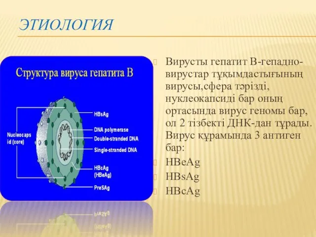 ЭТИОЛОГИЯ Вирусты гепатит В-гепадно-вирустар тұқымдастығының вирусы,сфера тәрізді,нуклеокапсиді бар оның ортасында