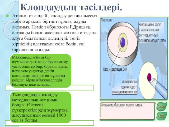 Клондаудың тәсілдері. Аталып өткендей , клондау деп жыныссыз көбею арқылы