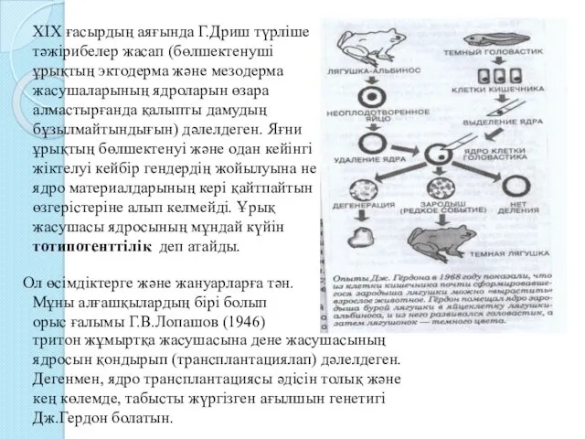 ХІХ ғасырдың аяғында Г.Дриш түрліше тәжірибелер жасап (бөлшектенуші ұрықтың эктодерма