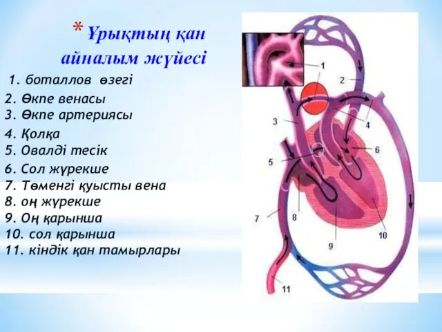 Ұрықтың қан айналым жүйесі 1. боталлов өзегі 2. Өкпе венасы