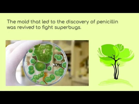 The mold that led to the discovery of penicillin was revived to fight superbugs.