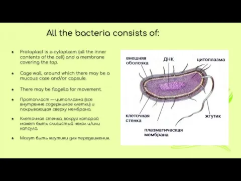 All the bacteria consists of: Protoplast is a cytoplasm (all