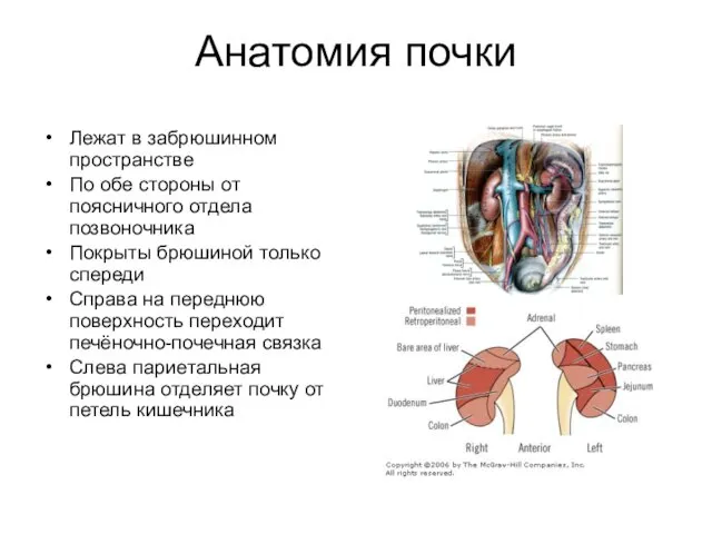 Анатомия почки Лежат в забрюшинном пространстве По обе стороны от