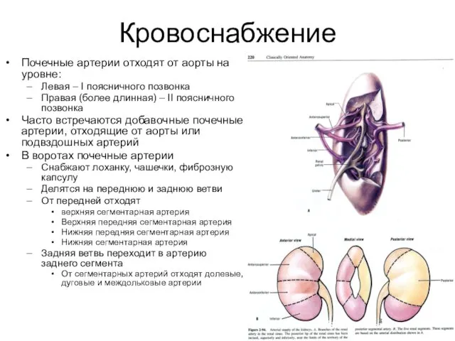 Кровоснабжение Почечные артерии отходят от аорты на уровне: Левая –