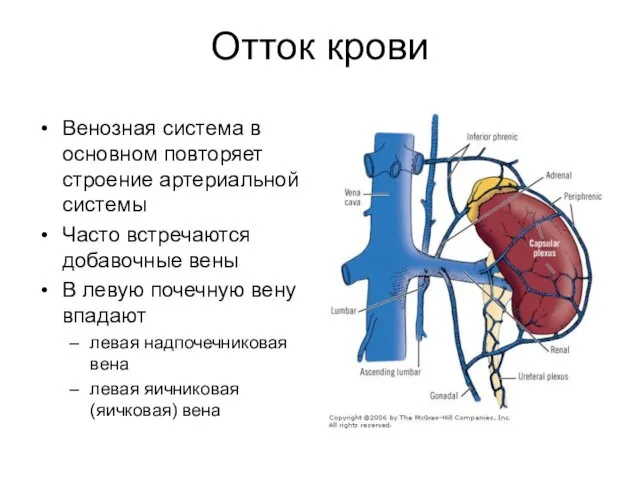 Отток крови Венозная система в основном повторяет строение артериальной системы