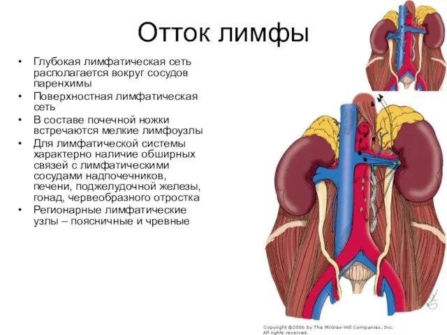 Отток лимфы Глубокая лимфатическая сеть располагается вокруг сосудов паренхимы Поверхностная