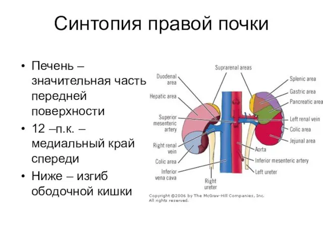 Синтопия правой почки Печень – значительная часть передней поверхности 12