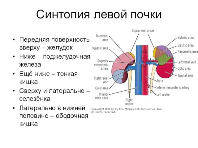 Синтопия левой почки Передняя поверхность вверху – желудок Ниже –