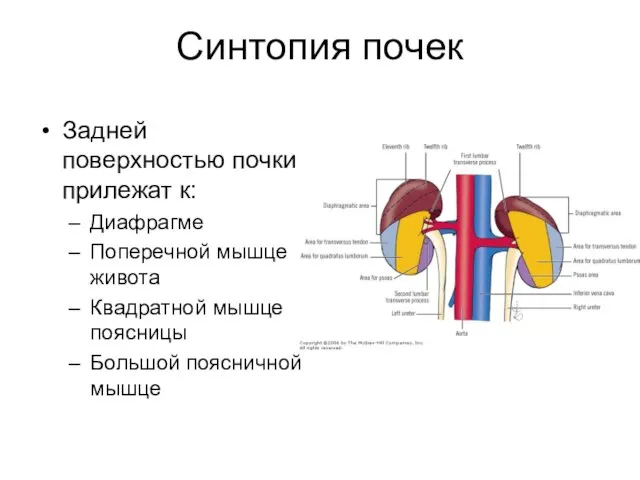 Синтопия почек Задней поверхностью почки прилежат к: Диафрагме Поперечной мышце