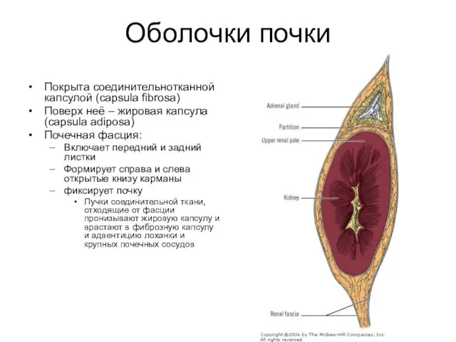 Оболочки почки Покрыта соединительнотканной капсулой (capsula fibrosa) Поверх неё –