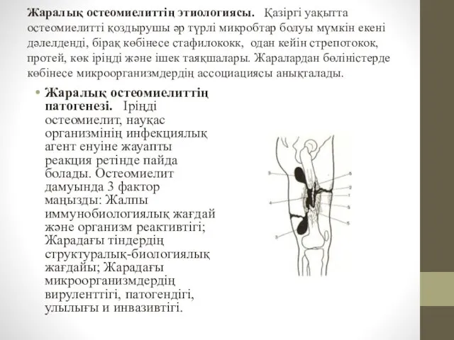 Жаралық остеомиелиттің этиологиясы. Қазіргі уақытта остеомиелитті қоздырушы әр түрлі микробтар