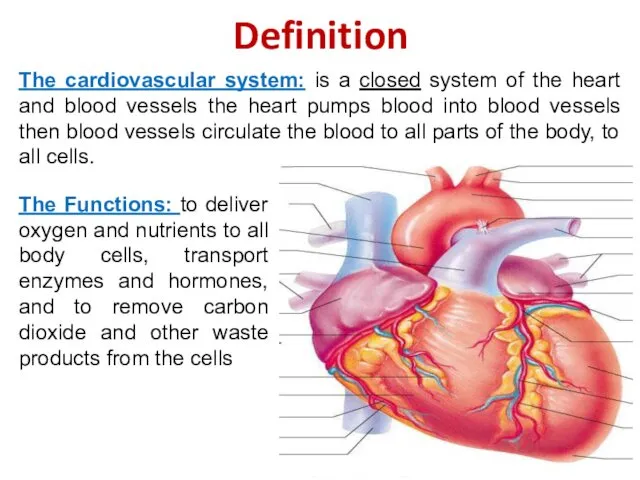 Definition The cardiovascular system: is a closed system of the