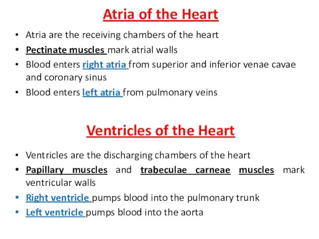 Atria of the Heart Atria are the receiving chambers of