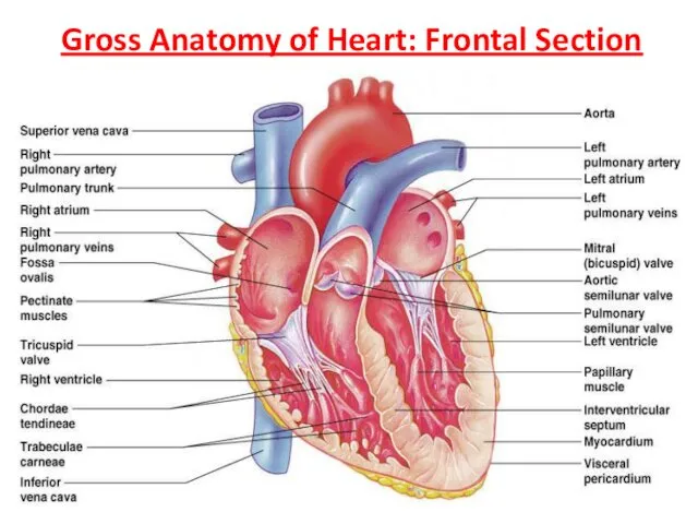 Gross Anatomy of Heart: Frontal Section