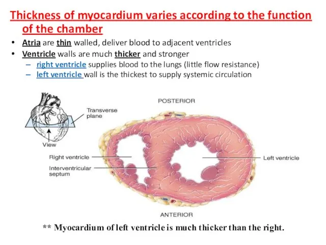 Thickness of myocardium varies according to the function of the