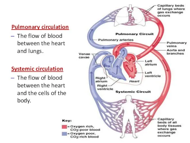 Pulmonary circulation The flow of blood between the heart and