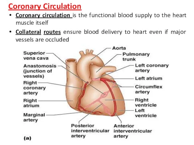 Coronary Circulation Coronary circulation is the functional blood supply to