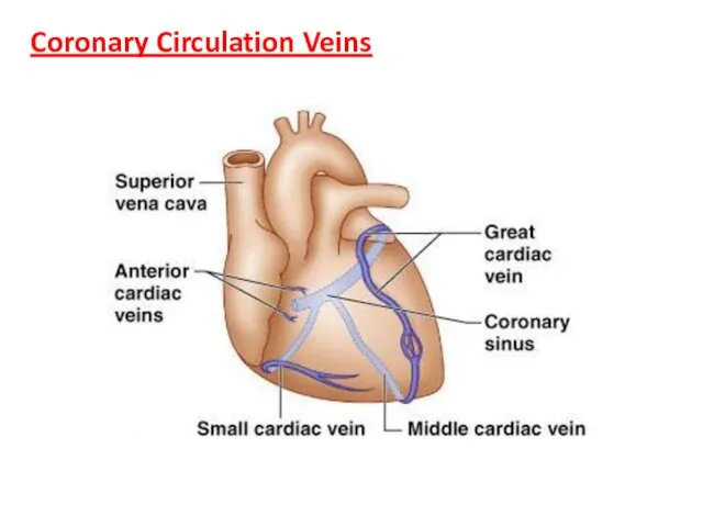 Coronary Circulation Veins