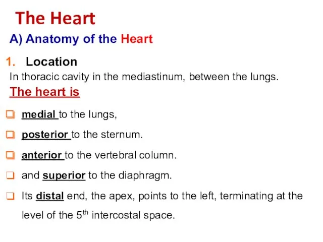 A) Anatomy of the Heart Location In thoracic cavity in