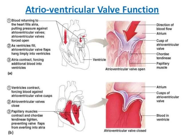 Atrio-ventricular Valve Function (b)