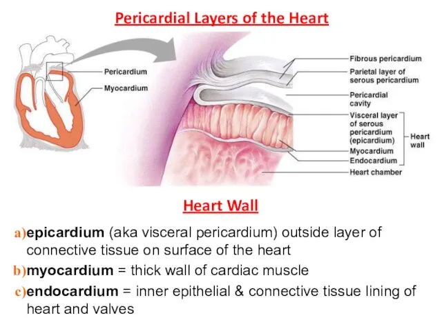 Pericardial Layers of the Heart Heart Wall epicardium (aka visceral