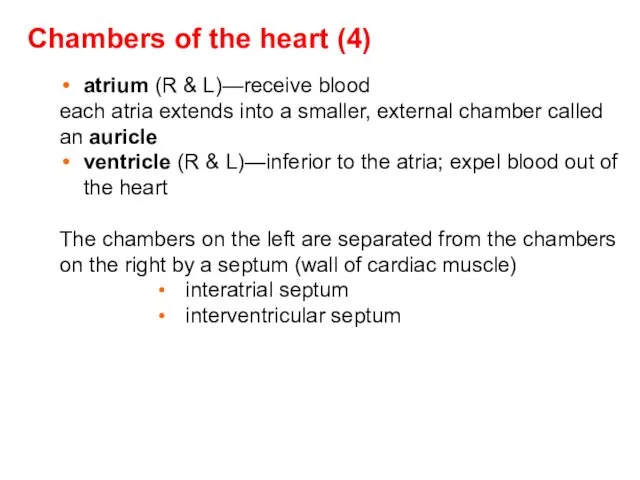 Chambers of the heart (4) atrium (R & L)—receive blood