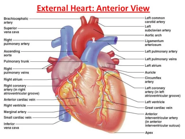External Heart: Anterior View