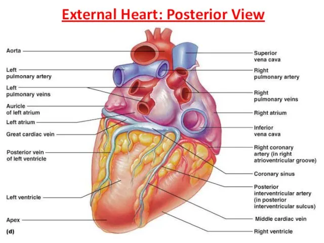 External Heart: Posterior View