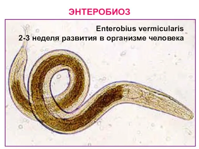 ЭНТЕРОБИОЗ Enterobius vermicularis 2-3 неделя развития в организме человека