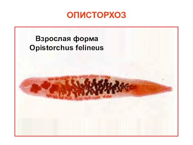 ОПИСТОРХОЗ Взрослая форма Opistorchus felineus