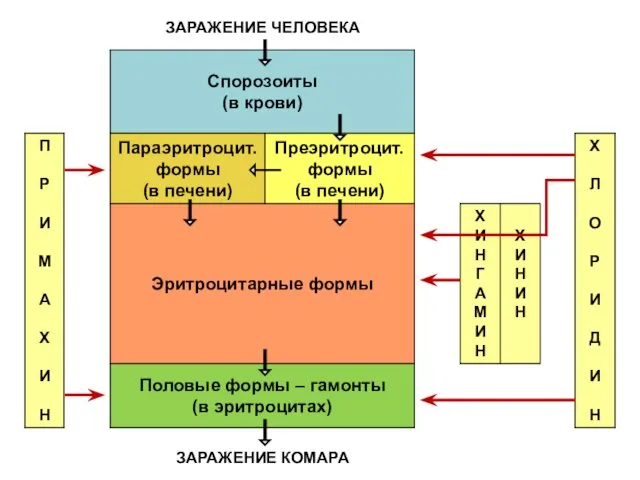 ЗАРАЖЕНИЕ ЧЕЛОВЕКА ЗАРАЖЕНИЕ КОМАРА