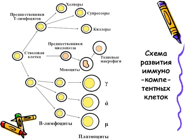 Схема развития иммуно-компе-тентных клеток Стволовая клетка Предшественники миелопоэза Предшественники Т-лимфоцитов