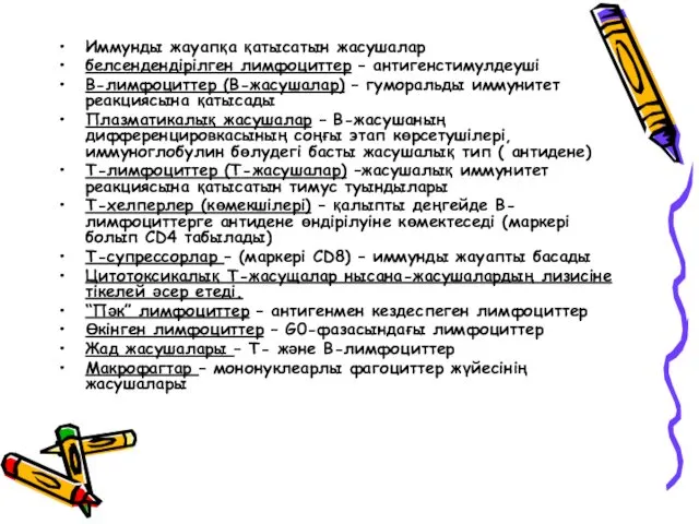 Иммунды жауапқа қатысатын жасушалар белсендендірілген лимфоциттер – антигенстимулдеуші В-лимфоциттер (В-жасушалар)