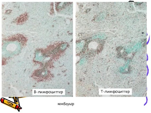 В-лимфоциттер Т-лимфоциттер көкбауыр