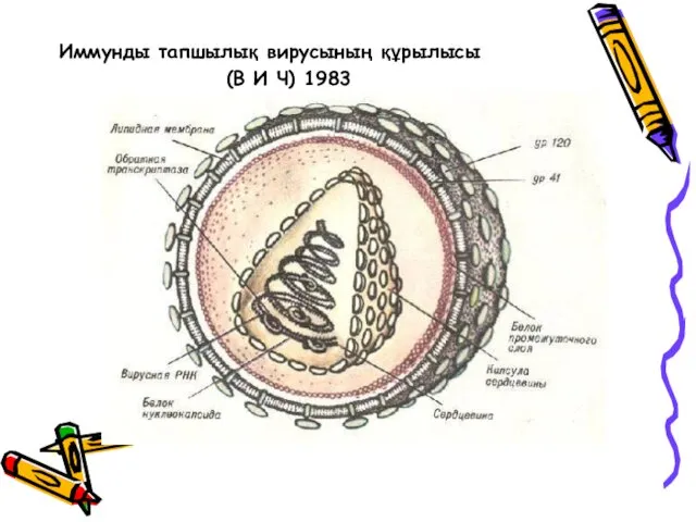 Иммунды тапшылық вирусының құрылысы (В И Ч) 1983