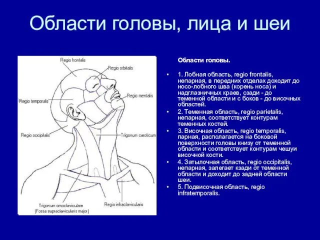 Области головы, лица и шеи Области головы. 1. Лобная область,