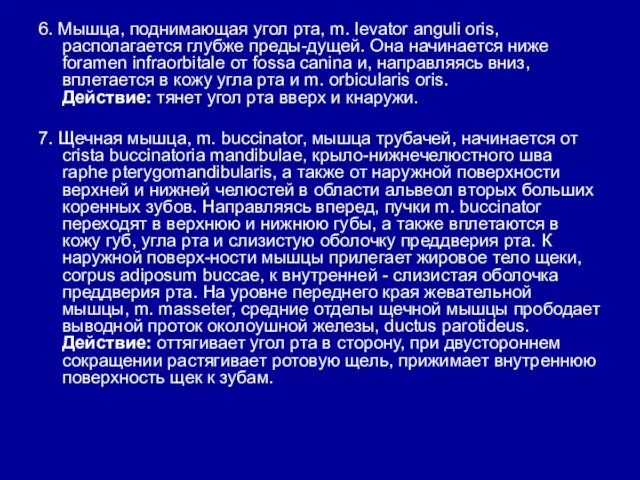 6. Мышца, поднимающая угол рта, m. levator anguli oris, располагается