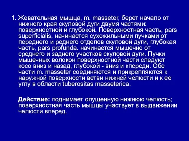 1. Жевательная мышца, m. masseter, берет начало от нижнего края