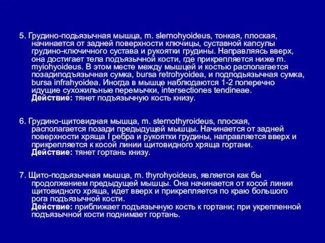 5. Грудино-подьязычная мышца, m. slernohyoideus, тонкая, плоская, начинается от задней