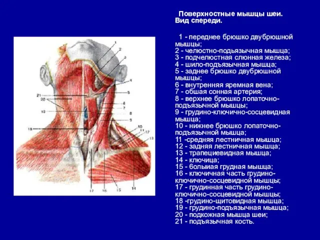 Поверхностные мышцы шеи. Вид спереди. 1 - переднее брюшко двубрюшной