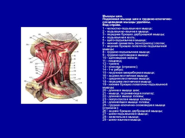 Мышцы шеи. Подкожная мышца шеи и грудино-ключично-сосцевидная мышцы удалены. Вид